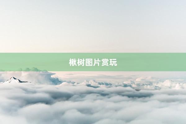 楸树图片赏玩