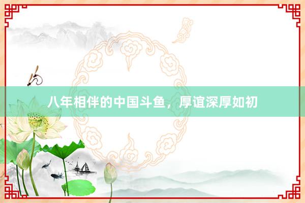 八年相伴的中国斗鱼，厚谊深厚如初
